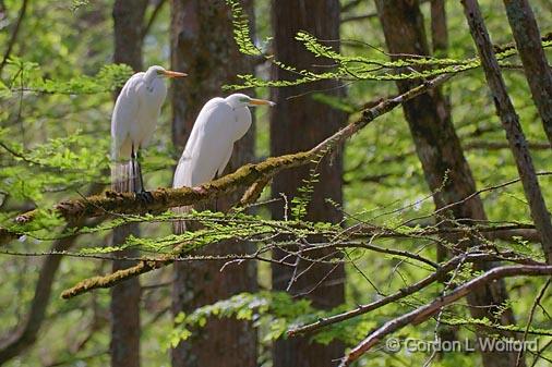 Two Perched Egrets_47333.jpg - Great Egrets (Ardea alba) photographed near Grenada, Mississippi, USA.